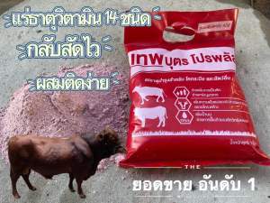 เทพบุตรโปรพลัสวิตามินแร่ธาตุสัตว์14ชนิด กลับสัดไว ผสมติดง่าย อ้วนไว ขยายโครงสร้าง ขนาด 1 กิโลกรัม