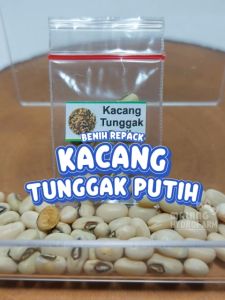 Benih Kacang Tunggak Putih Unggulan Berkualitas