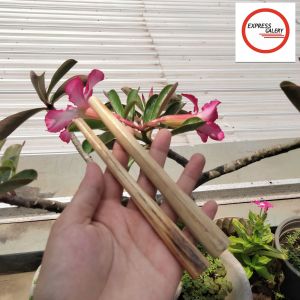 padutan once moncong marlinu asli dan berkualitas B34