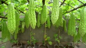 AMPALAYA SEEDSLONG/HYBRID/EASY TO GROW (10pcs seeds)