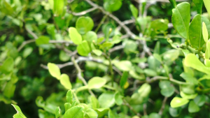 ใบมะกรูด ผง ใบมะกรูดผง Kaffir lime powder ตรา กอเงินฟาร์ม ขนาด 200 กรัม