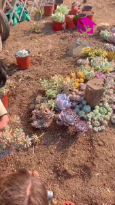 Sen Đá  Ngọc Đúng size bầu 5-7 cm cây già khỏe