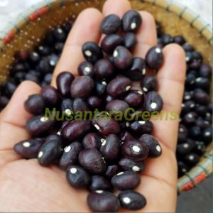 Benih Kacang Bogor Paket 100 Biji
