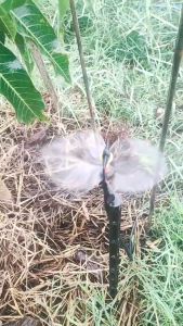 สปริงเกอร์ มินิสปริงเกอร์ พร้อมก้านปักยาว 50 ซม.และสายไมโครยาว 1 เมตร