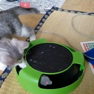 【GUGU-W】ของเล่นแมวไล่เมาส์เครื่องเล่นแผ่นเสียงของเล่นเล็บแมวลับแมวเครื่องเล่นแผ่นเสียงของเล่นสัตว์เลี้ยง