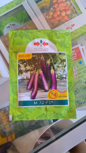 BENIH TERONG M 72 F1 CAP PANAH MERAH