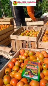 Benih Tomat Hibrida HANDAL F1 Cap Aura Seed Isi 5 Gram Tipe Tomat Servo F1 JAMINAN Kemasan Original Pabrik