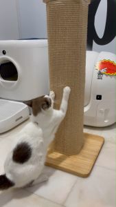 ePetz Solid Wood Sisal Cat Scratcher Replacable Mat Kayu Kuat Teempat Pencakar Kucing Tkar Boleh Ganti