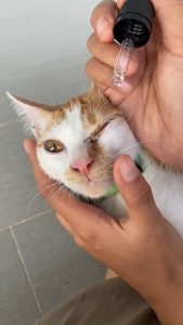 Eye Clear Mata Bersih Kucing Ceria Lagi 10ml