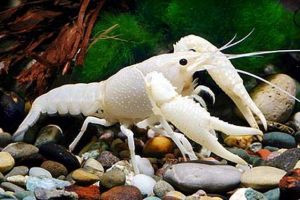 Lobster Hias aquarium Aquascape paket hemat lobster super berkualitas l