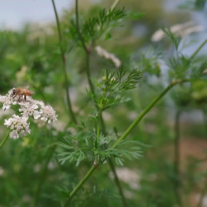 เมล็ดพันธุ์ ผักชีลาววันทอง (ถุงใหญ่)