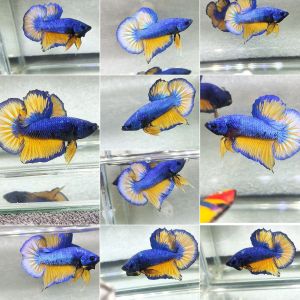 ปลากัดบูลมัสตาร์ด (เพศผู้) | ส่งฟรีมีปลายทาง | ลับแลปลากัด