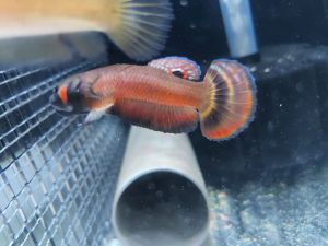 Wild Caught Betta Macrostoma (Advance)