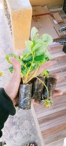 Bibit Tanaman strawberry Manohara buah besar dan lebat
