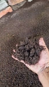 Vermicompost worm casting Baja Cacing