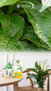 kapsul kejibeling Obat batu ginjal Peluruh batu kandung kemih jamu suplemen kesehatan isi 60 kapsul