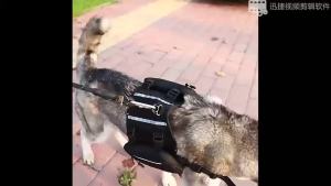 Portable dog backpack snack bag dog training bag storage bag backpack reflective tape backpack Outdoor Walking Oxford travel Bag