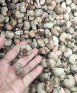 kacang mente gelondongan