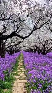 （爆款种子）二月兰花种子耐寒耐荫秋播种子花卉园艺绿化景观室外草坪庭院花籽