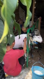 BAORUN P6 PRO Mesin Cukur Domba Elektrik Tahan Air dengan Gantungan & Bonus Gunting & Shampo - mesin cukur domba