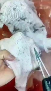 Stainless Steel Electric Poultry Machine for Plucking Chicken Duck Feathers and Other Poultry