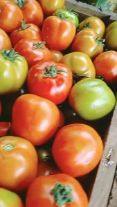 SERVO F1 - Benih biji bibit 5gr sayur buah tomat hibrida hasil buah lebat Cap Panah Merah