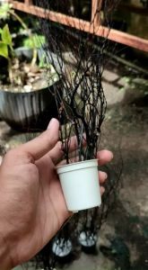 Dekorasi Akar Bahar Hitam Untuk Hiasan Rumah