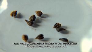 KING TAMARS PRECIOUS WINE - NATENADZE TAMARIS VAZI FLAGSHIP RED WINE ( GEORGIA) *** SUPREMO PREMIUM LUXURY LEVEL WINE - 1x 750ml ***