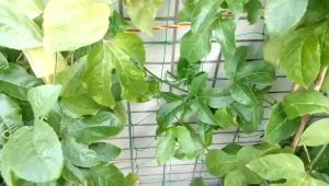 【COD】ตาข่ายปลูกผัก ตาข่ายสำหรับพืชไม้เลื้อย ตาข่ายค้างผัก ตาข่ายไนลอนที่ทนทานสำหรับปลูก ตาข่ายบวบ