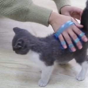 Sisir Mandi untuk Kucing Anjing Bentuk Tapak Tangan Kitten Sisir Hewan Kesayangan Anda Aerizoo