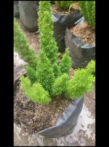 Bibit Tanaman Hias Cemara Ekor Tupai / Pakis Buntut Rubah Rimbun Terlaris