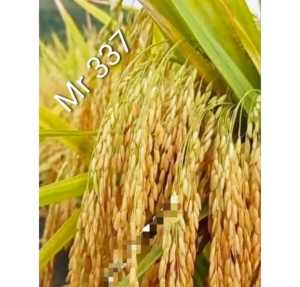 BENIH PADI MR 337 SUPER TAHAN PIRUS ANTI BURUNG DAN TIKUS 1KG