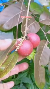 {\n    \"article\": \" Bibit Kelengkeng Merah 1 Meter Hasil Okulasi