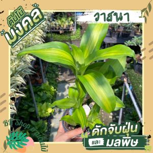 ต้นวาสนา มาพร้อมกระถาง 6 นิ้ว ต้นไม้มงคล เสริมดวง ต้นไม้ปลูกในบ้าน ต้นไม้