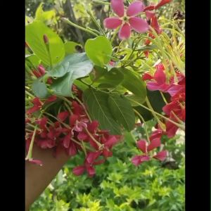 Bibit Tanaman Hias Melati Belanda Merah Rambat Termurah Cantik