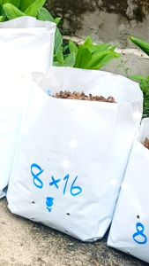 ถุงเพาะชําสีขาว ขนาด 8x16 นิ้ว 1กก. ไม่เจาะรู