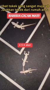 【Japanese formula】100% Kill Lizard Nest🦎 Lizard repellent 10g Lizard killer Gecko killer 【1000 times strong toxicity】 Racun cicak Ubat cicak paling berkesan Safe to human Gecko repellent Racun cicak paling kuat Ubat cicak paling berkesan 壁虎驱除剂