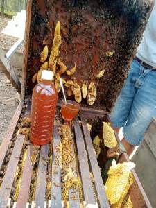 Mật ong hoa cà phê ĐẮK Lắk nguyên chất chai 500ml