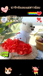 พร้อมส่ง เดรสฟรุ้งฟริ้ง แต่งระบาย for สุนัข หมา แมว