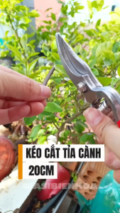 Kéo Cắt Tỉa Cành Cây Lưỡi Cong Dài 20cm Có Lò Xo