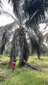 PalmPro Twist Lock TL-34 Set penyambung Galah untuk Pokok tinggi