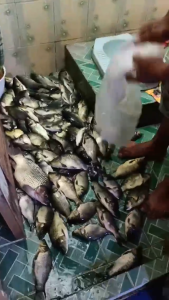 Essen Ikan Mas Lomba  Harian Kilo Gebrus Galapung & Galatama Pengumpul Ikan Mas | Essen Raja Menak