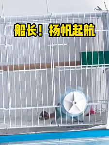 🇸🇬 Windmill Roller Parrot Toy: Bird Cage Accessory for Interactive Play