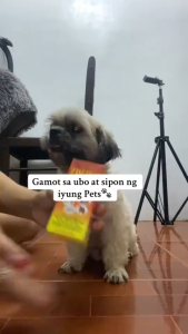 60ml Pneumex Syrup Respiratory Syrup All Stages Adult Kitten Puppy Anti Bacterial Pet Essentials