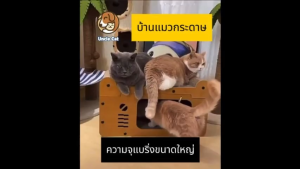 🔥จัดส่ง2วัน🔥บ้านแมวกระดาษ เตียงแมวขนาดใหญ่ ที่ลับเล็บแมว อเนกประสงค์ ที่ฝนเล็บแมว บ้านลับเล็บแมว บ้านแมวขนาดใหญ่ เตียงแมว และที่ลับเล็บ