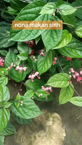 Daun Segar Bunga Nona Makan Sirih / Kembang Segar Nona Makan Sirih Alami