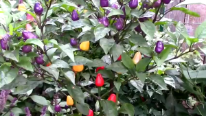 100seeds/pack Multicolor Pepper Seeds Red Chili Peppers Vegetable Seeds Easy To Plant-A691