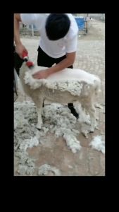 Keletool 3500W Alat sheep cukur pencukur bulu domba kambing listrik Alat potong rambut kambing Mesin pisau cukur bulu clipper domba Pemangkas bulu domba listrik Gunting rambut kambing Pencukur bulu domba Rambut kambing Elektrik Cukuran Professional - Lazada