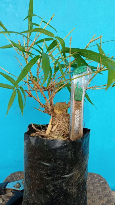 Bonsai Bambu Kuning Unik