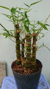 Cây trúc quan âm - trúc đùi ếch - cây cảnh phong thủy để bàn